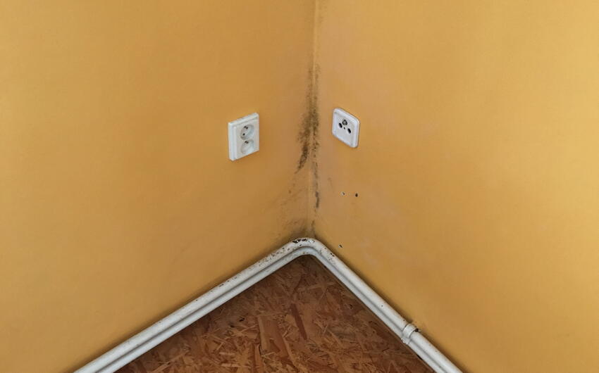 Odstránenie plesne na stene s pomocou odvlhčovača Drypol - #1